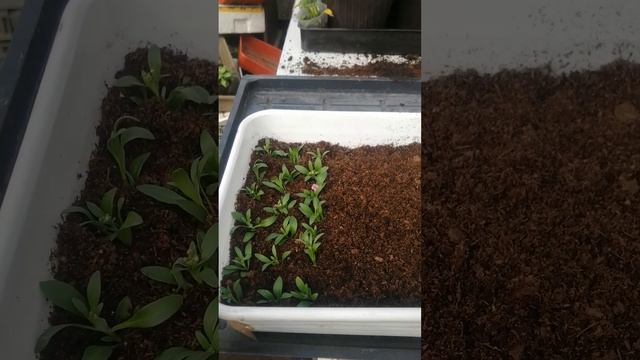 продажа рассады Иркутск 89086553950 смотреть онлайн