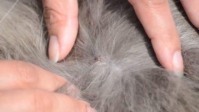 Магия ресниц для изумительного образа