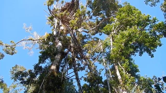 Papuans Are Singing. Tour 