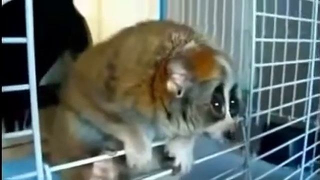 Лемур ну такой душка! смотреть онлайн