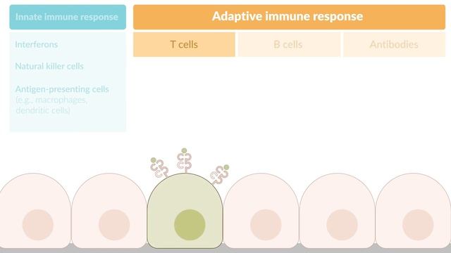 Immune Response to Viruses: How the Body Reacts смотреть онлайн