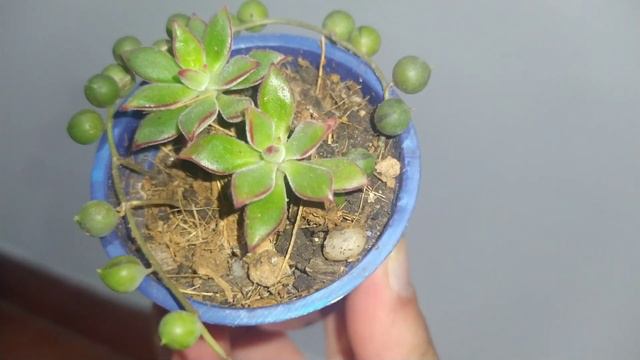 Echeveria Harmsii🔥 (Fuego) Reproducción,Cuidados,Tips 💰- SucupluS смотреть онлайн