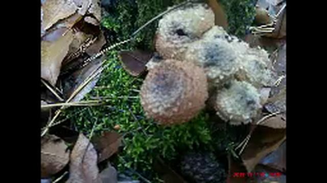 Долгожданные опята 11 nov 2017 opjata смотреть онлайн
