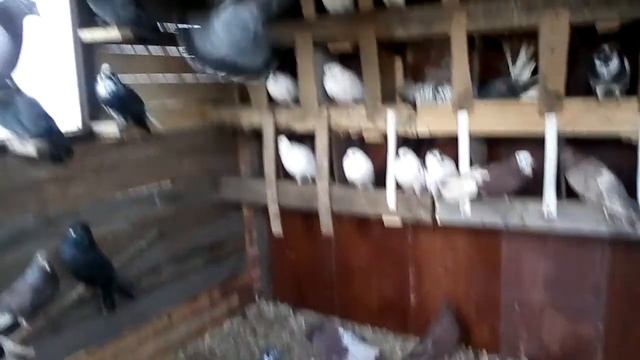 Минералка для голубей с Ozon. смотреть онлайн