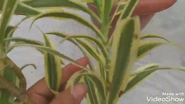 Dracaena Reflexa care and propagation смотреть онлайн