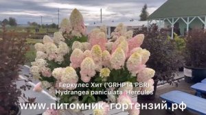 гортензия Геркулес Хит ('GRHP14'PBR) Hydrangea paniculata 'Hercules, жемчужина для коллекционеров