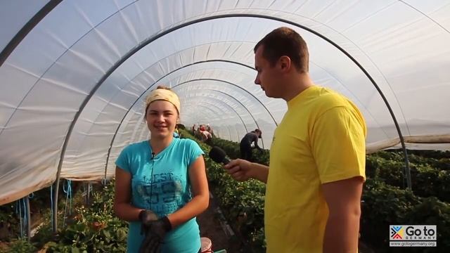 Сбор клубники в Германии 2020 без знания языка Отзывы Зарплата Условия работы и жизни смотреть онлайн