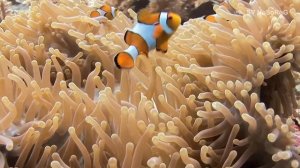 Рыба-клоун (Amphiprion)