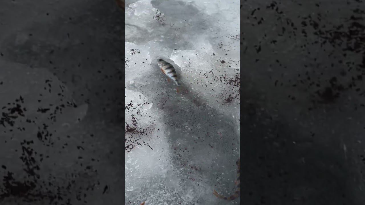 Окунь на уху или коту #рыбалкакстово #первыйлёд #плотва #зимняяудочка смотреть онлайн