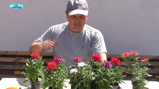 Всё о вербене. От посева до цветения! смотреть онлайн