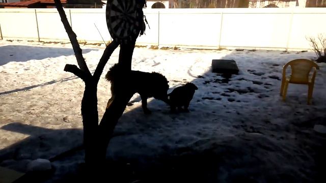 собака троллит щенков Тибетский мастиф смотреть онлайн