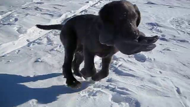 Blue Longhaired Weimaraner pup on Frozen Lake Superior смотреть онлайн
