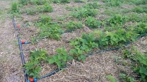 Система капельного полива отзыв / Капельное орошение /  Как поливать клубнику