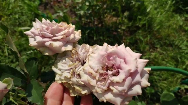 Роза Dolcetto / Дольчетто смотреть онлайн