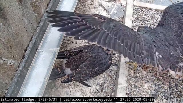 May 29, 2020 Berkeley Peregrine falcons смотреть онлайн