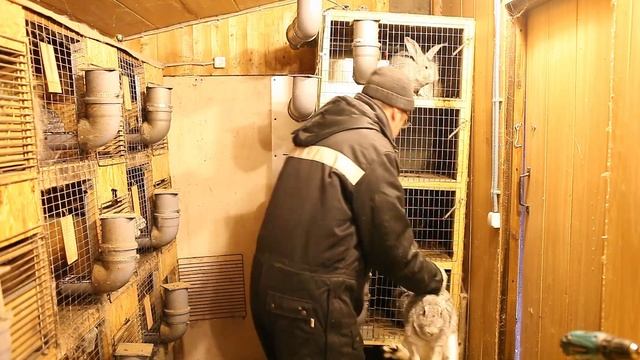 Ставим крольчих. Неожиданный окрол. Новорождённые крольчата смотреть онлайн