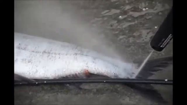 Как быстро почистить рыбу Kёрхером смотреть онлайн