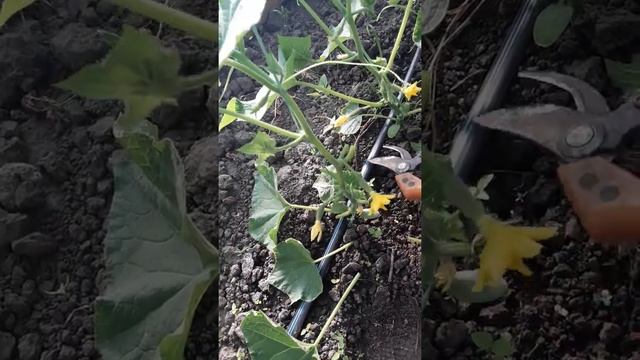 Как правильно пасынковать огурцы. 5 основных правил. Работа над ошибками смотреть онлайн