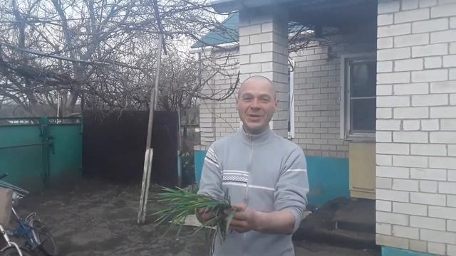 Жарим а потом парим в маринаде с Русской зеленью. смотреть онлайн