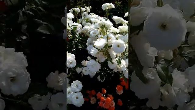 Самая популярная белая парковая роза Айсберг / rose Schneewittchen / Rozi Mira #shorts смотреть онлайн