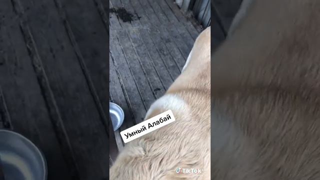 самый умный Алабай смотреть онлайн