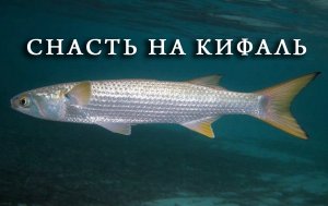 Снасть для ловли кефали. Как правильно связать ставку на кефаль