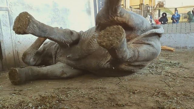 Как встает слон. The elephant got up смотреть онлайн