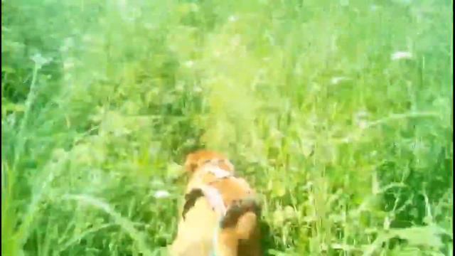 Охота поиска Аллюр: подготовка к триатлону (каникросс) смотреть онлайн