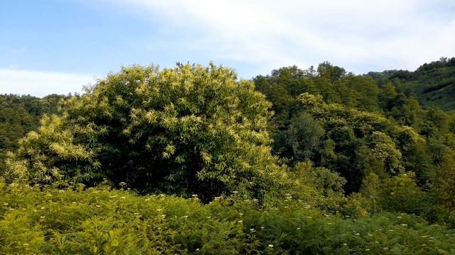 Западная Грузия КАШТАН МОРЕ ДЕРЕВНЯ