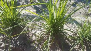 Чуфа (земляной миндаль), выращиваем в Сибири