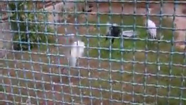 Журавль красавка смотреть онлайн