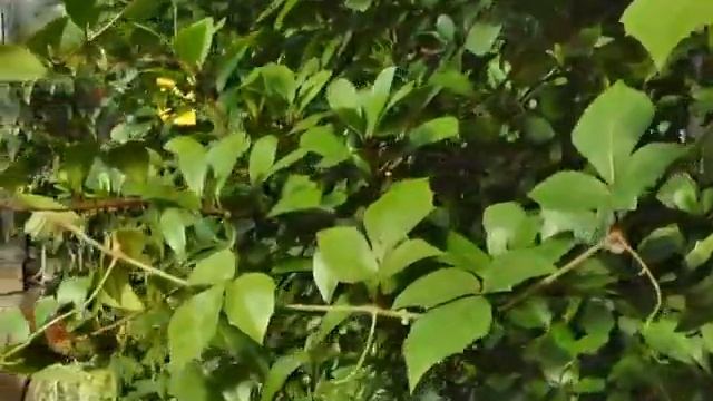 В Твери на клумбы будет высажено более 200 тысяч цветов смотреть онлайн