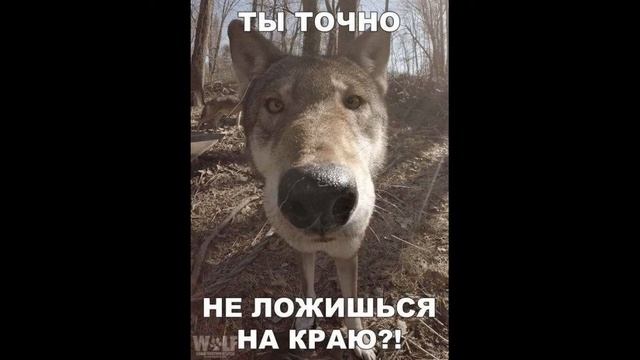 Видео Приколы в картинках 1 смотреть онлайн