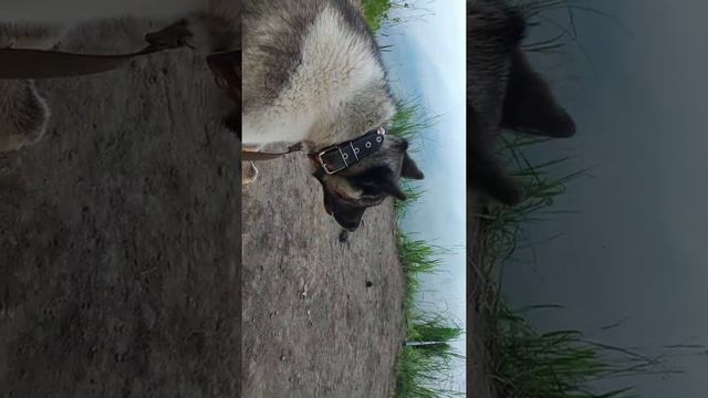 Американская Акита#Бэлла#На рыбалке#Роет всё, что можно😃 смотреть онлайн