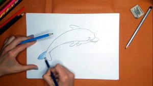 Как нарисовать дельфина карандашом. Онлайн-школа рисования "Малевашки"