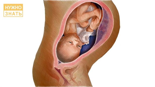 35 неделя беременности. Развитие плода. Что чувствует беременная. Как выглядит ребенок на 35 неделе смотреть онлайн