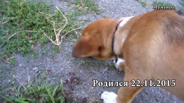 Абрикос и щенок. Прикол Херсон 2016 смотреть онлайн