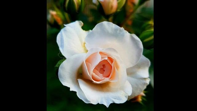 "Тебе навстречу" - стихи и фотоработы Эльвиры Игоревны смотреть онлайн