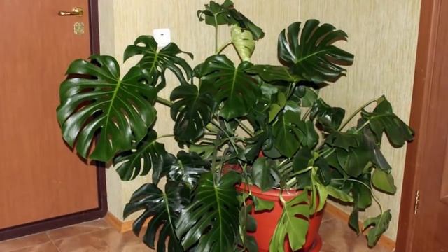 Какое освещение на самом деле нужно комнатным растениям? смотреть онлайн