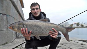 Как поймать толстолобика на спиннинг. Всё о снасти на толстолоба. Судак на 5 кг, толстолобик на 10!
