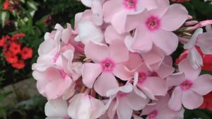 Выращивание Многолетних ФЛОКСОВ, а также ВСЁ о Посадке и Уходе