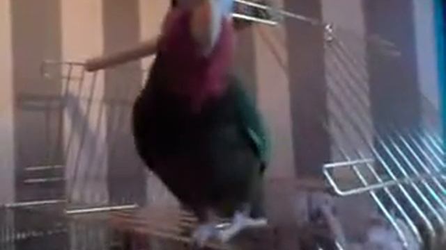 Карлик Кубинский амазон смотреть онлайн