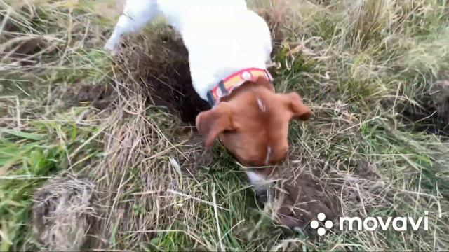 Джек Рассел на охоте / Jack Russell on the hunt смотреть онлайн