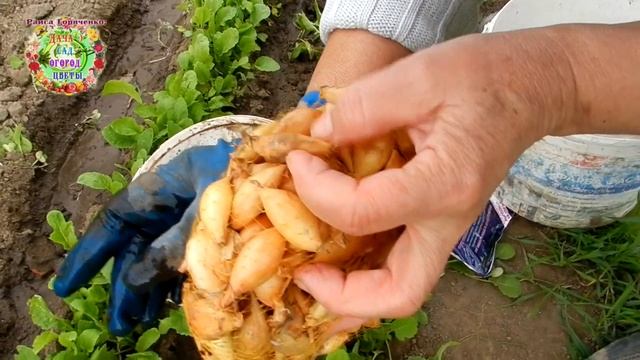 Посадка озимого лука по-новому. Выбираю новинку японских селекционеров Сеншуй и "голландцев." смотреть онлайн