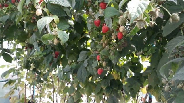 Малина "Маравилла" второй год после посадки.Шок!!! смотреть онлайн