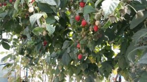 Малина "Маравилла" второй год после посадки.Шок!!!