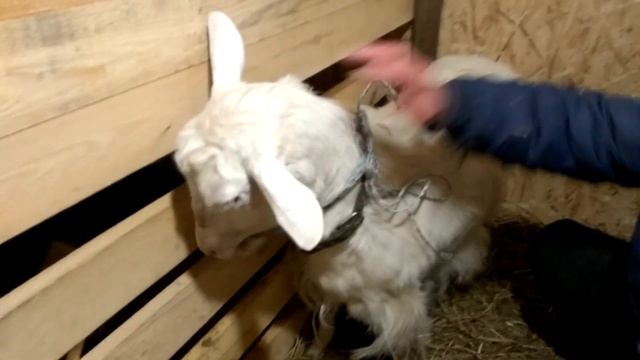Вздуло козу. смотреть онлайн