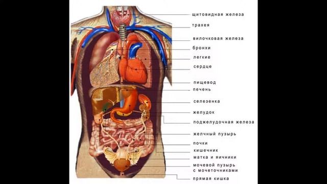 Анатомия человека.Для студентов медицинских институтов. М.Г., Лысенков Н.К., Бушкович В.И смотреть онлайн
