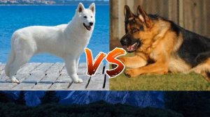 #Белая швейцарская овчарка против Немецкой овчарка//Animals Battle//