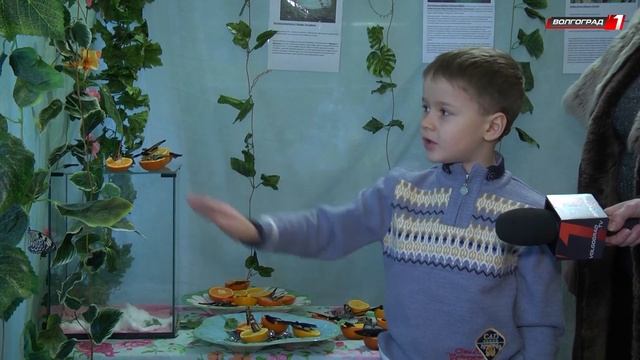Короткая и яркая жизнь экзотических бабочек смотреть онлайн